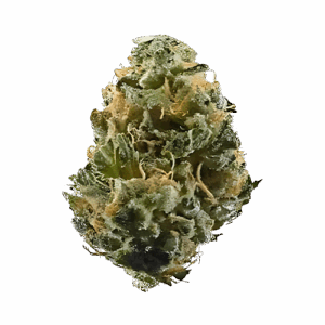Gator Breath